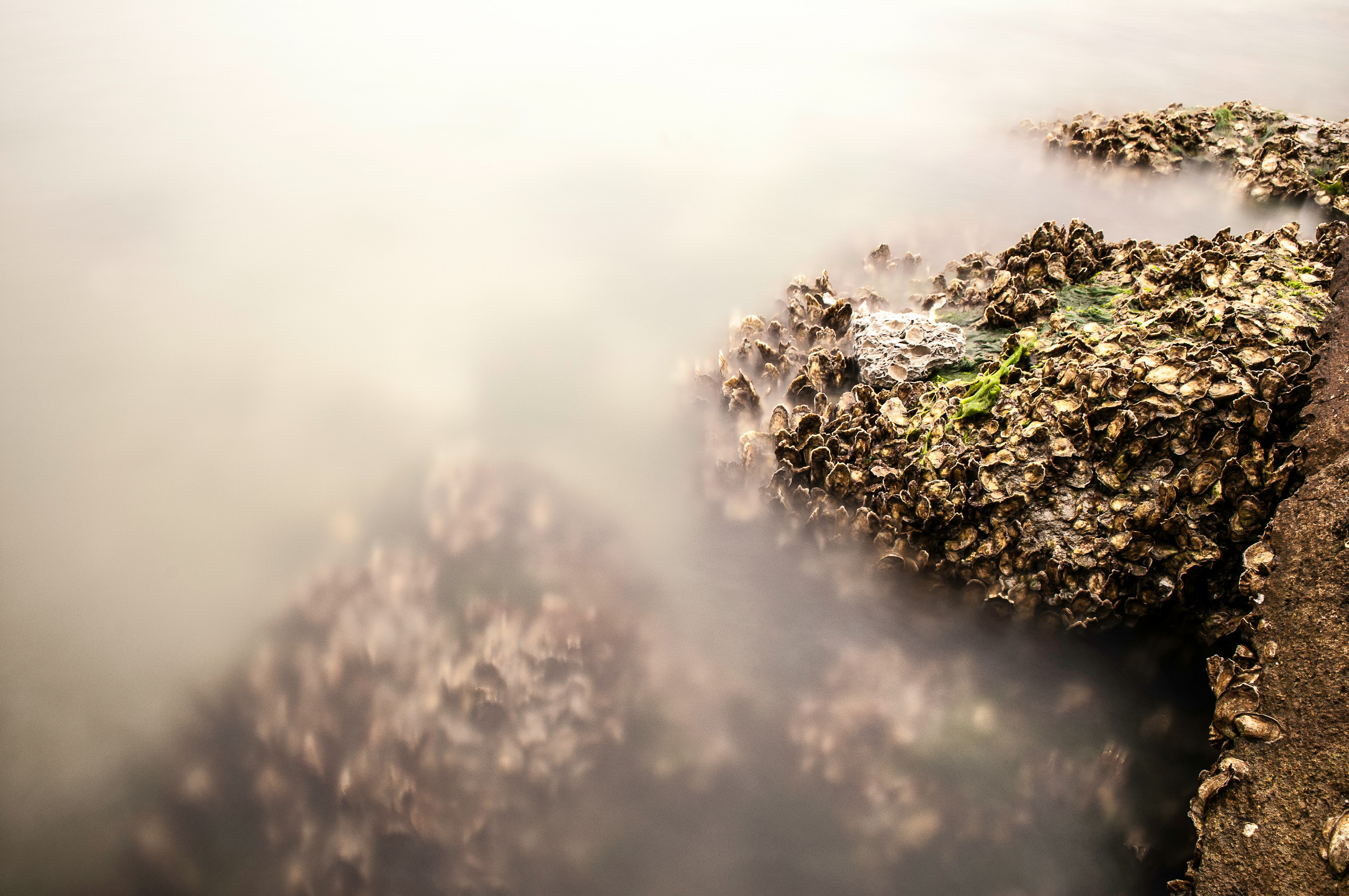 plant covered with fog